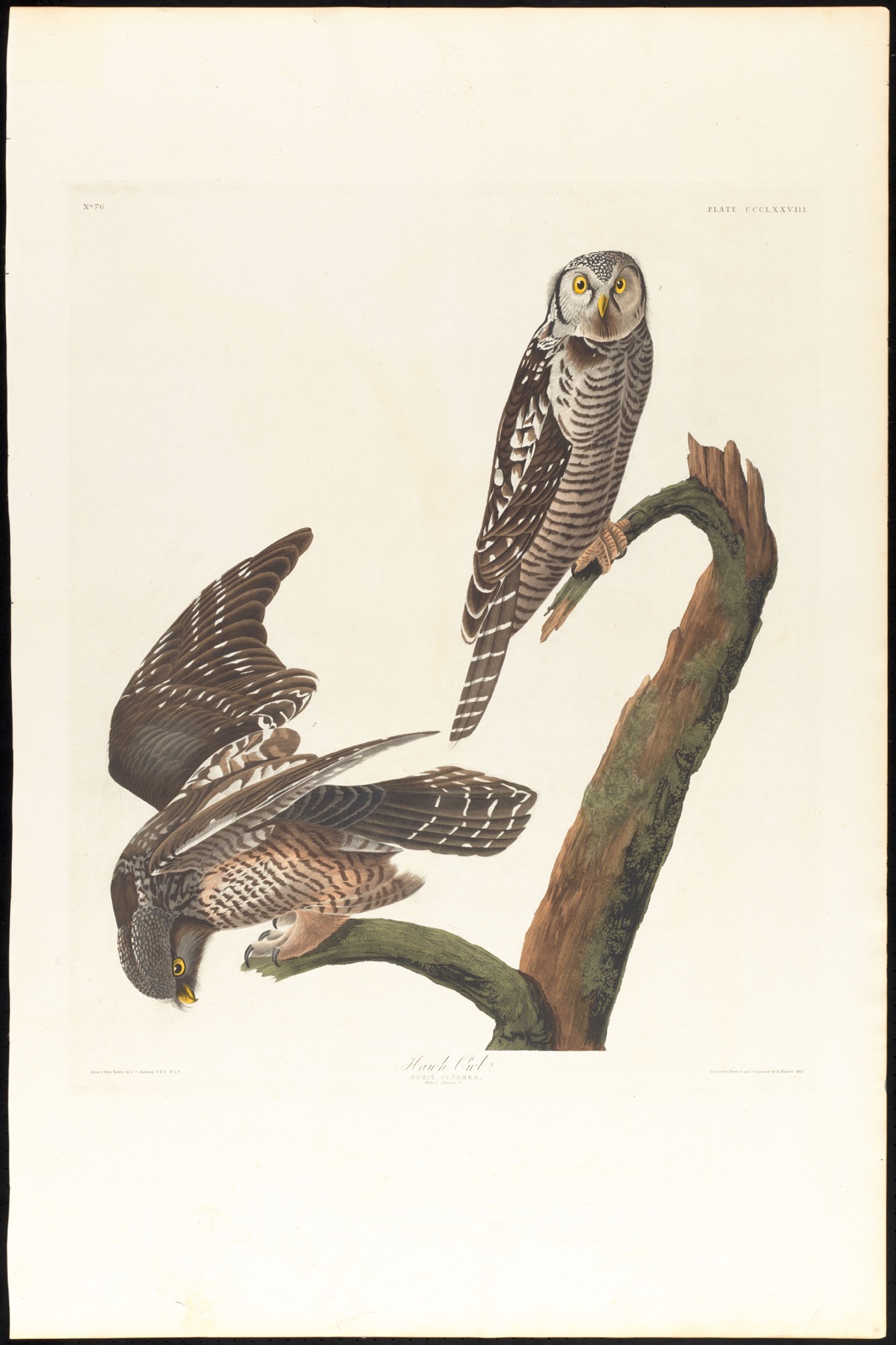 Hawk owl — Audubon, John James, 1785-1851 (Artist); Havell, Robert, 1793-1878 (Engraver)