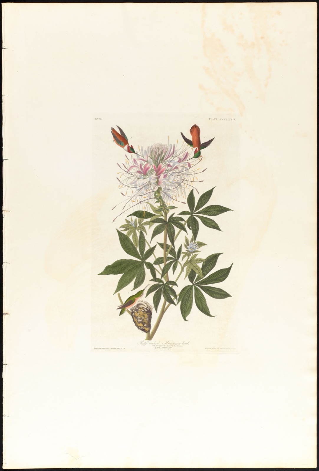 Ruff-necked humming-bird — Audubon, John James, 1785-1851 (Artist); Havell, Robert, 1793-1878 (Engraver)