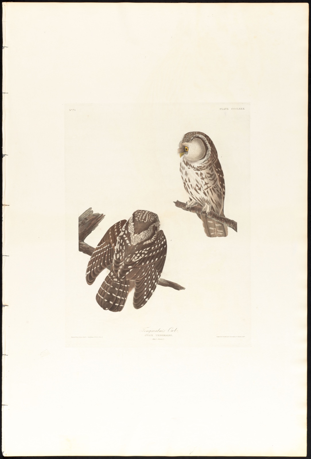 Tengmalm's owl — Audubon, John James, 1785-1851 (Artist); Havell, Robert, 1793-1878 (Engraver)