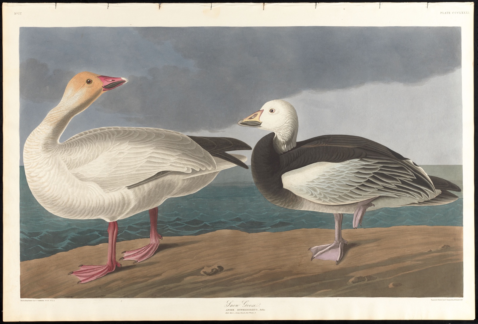 Snow geese — Audubon, John James, 1785-1851 (Artist); Havell, Robert, 1793-1878 (Engraver)
