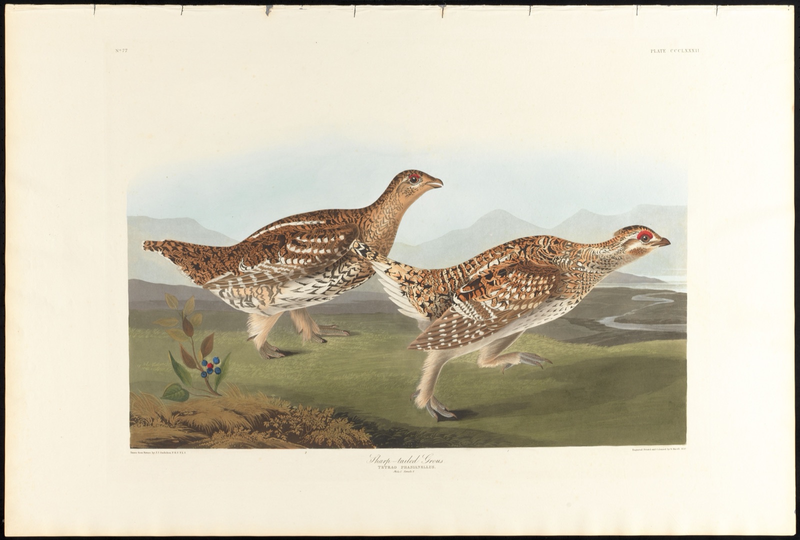 Sharp-tailed grous — Audubon, John James, 1785-1851 (Artist); Havell, Robert, 1793-1878 (Engraver)