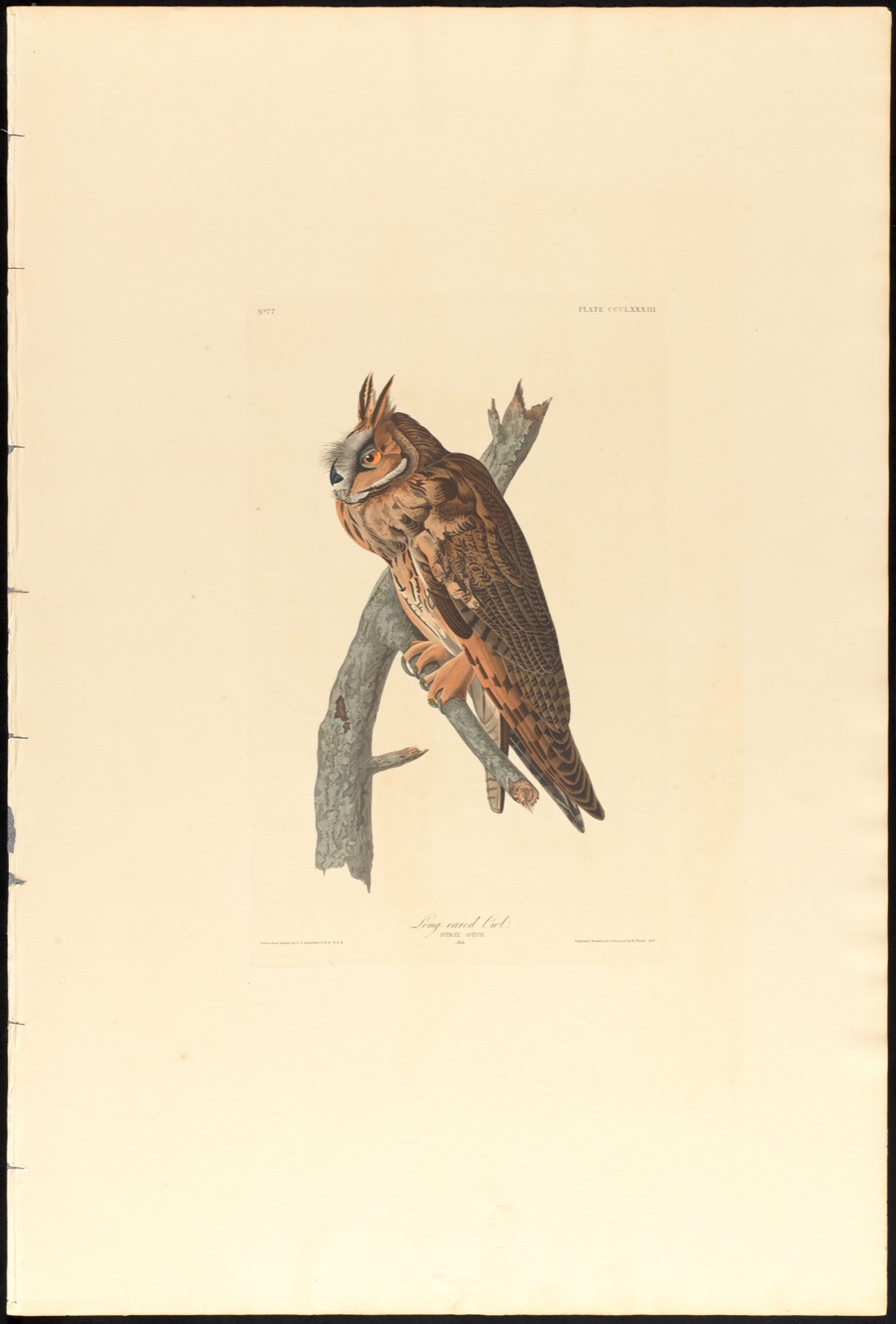 Long-eared owl — Audubon, John James, 1785-1851 (Artist); Havell, Robert, 1793-1878 (Engraver)
