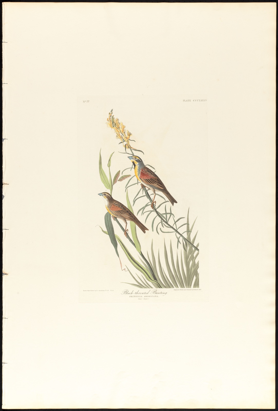 Black-throated bunting — Audubon, John James, 1785-1851 (Artist); Havell, Robert, 1793-1878 (Engraver)