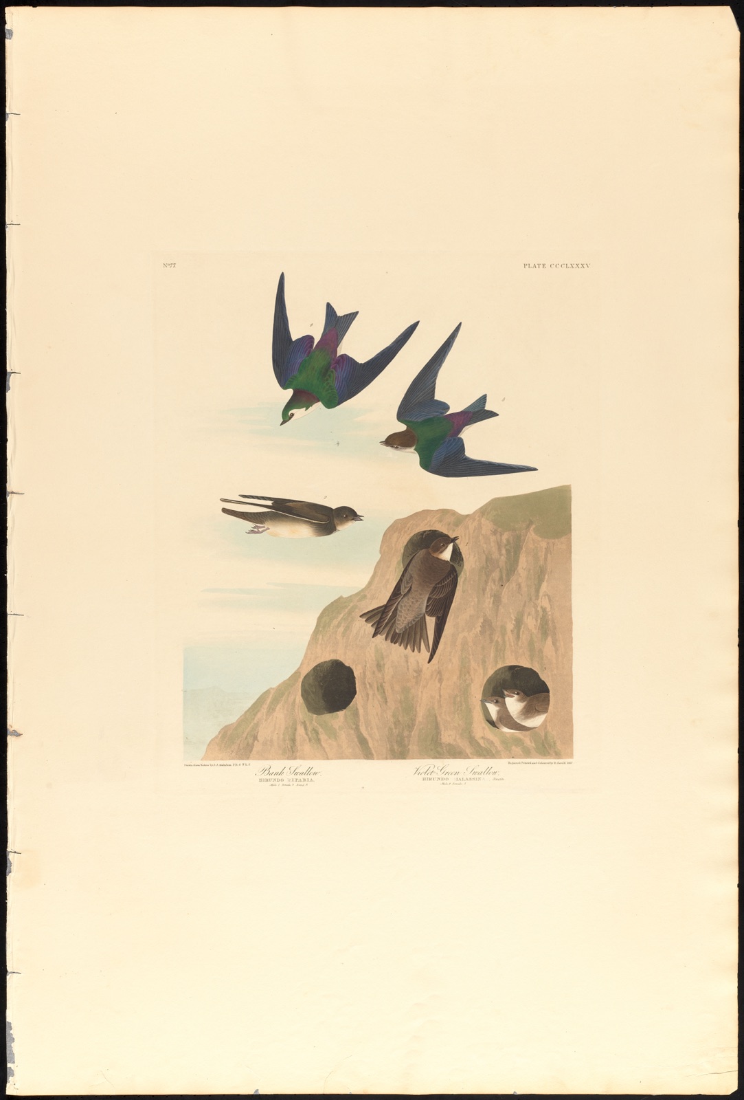 Bank swallow. Violet-green swallow — Audubon, John James, 1785-1851 (Artist); Havell, Robert, 1793-1878 (Engraver)