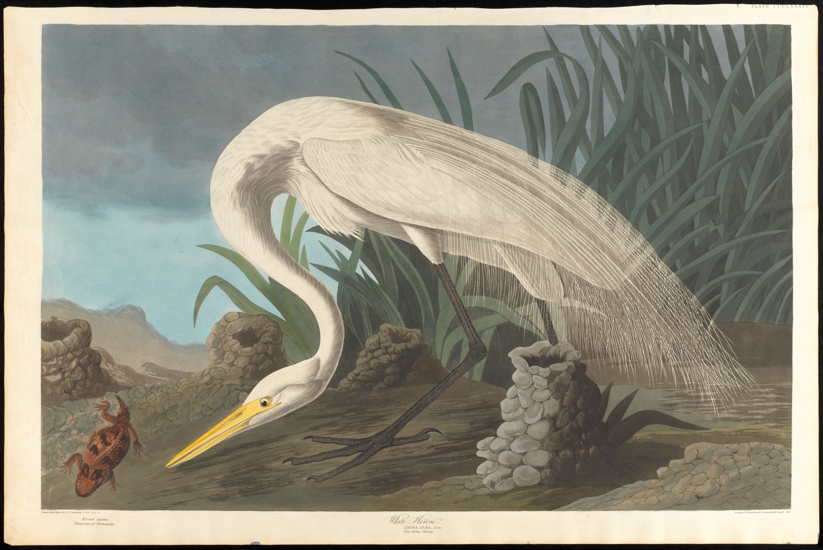 White heron — Audubon, John James, 1785-1851 (Artist); Havell, Robert, 1793-1878 (Engraver)