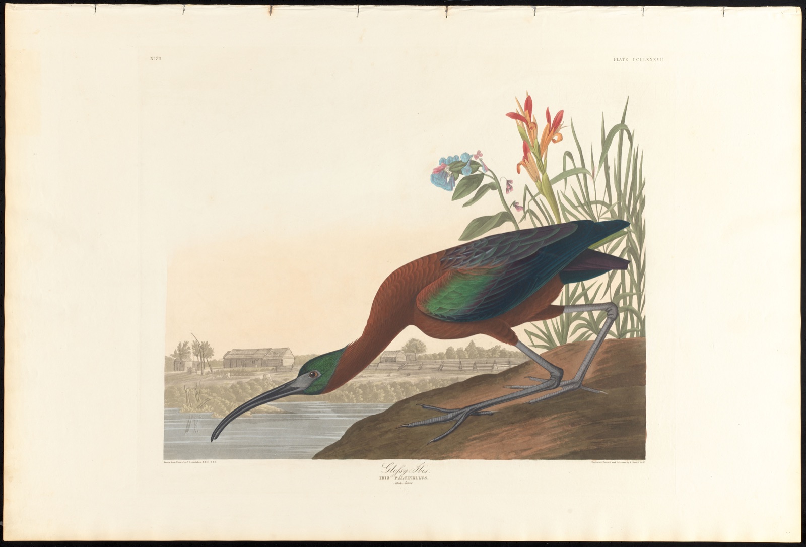 Glossy ibis — Audubon, John James, 1785-1851 (Artist); Havell, Robert, 1793-1878 (Engraver)