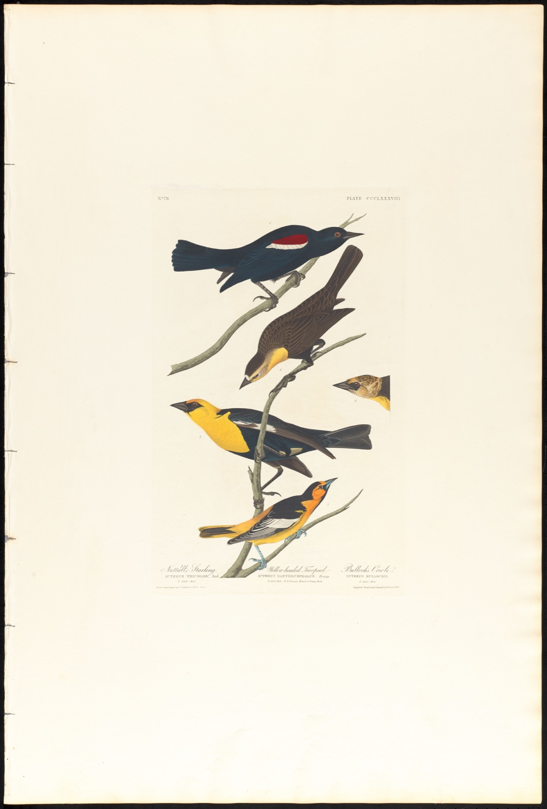 Nuttall's starling. Yellow-headed troopial. Bullock's oriole — Audubon, John James, 1785-1851 (Artist); Havell, Robert, 1793-1878 (Engraver)