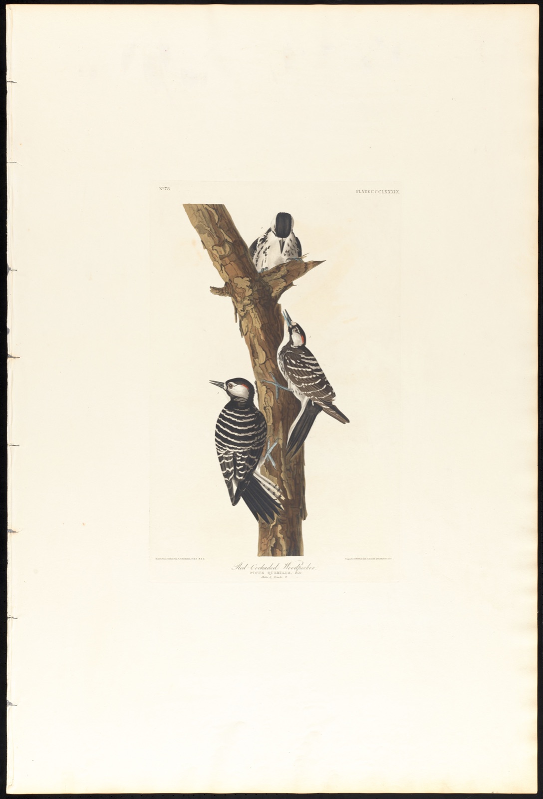 Red-cockaded woodpecker — Audubon, John James, 1785-1851 (Artist); Havell, Robert, 1793-1878 (Engraver)