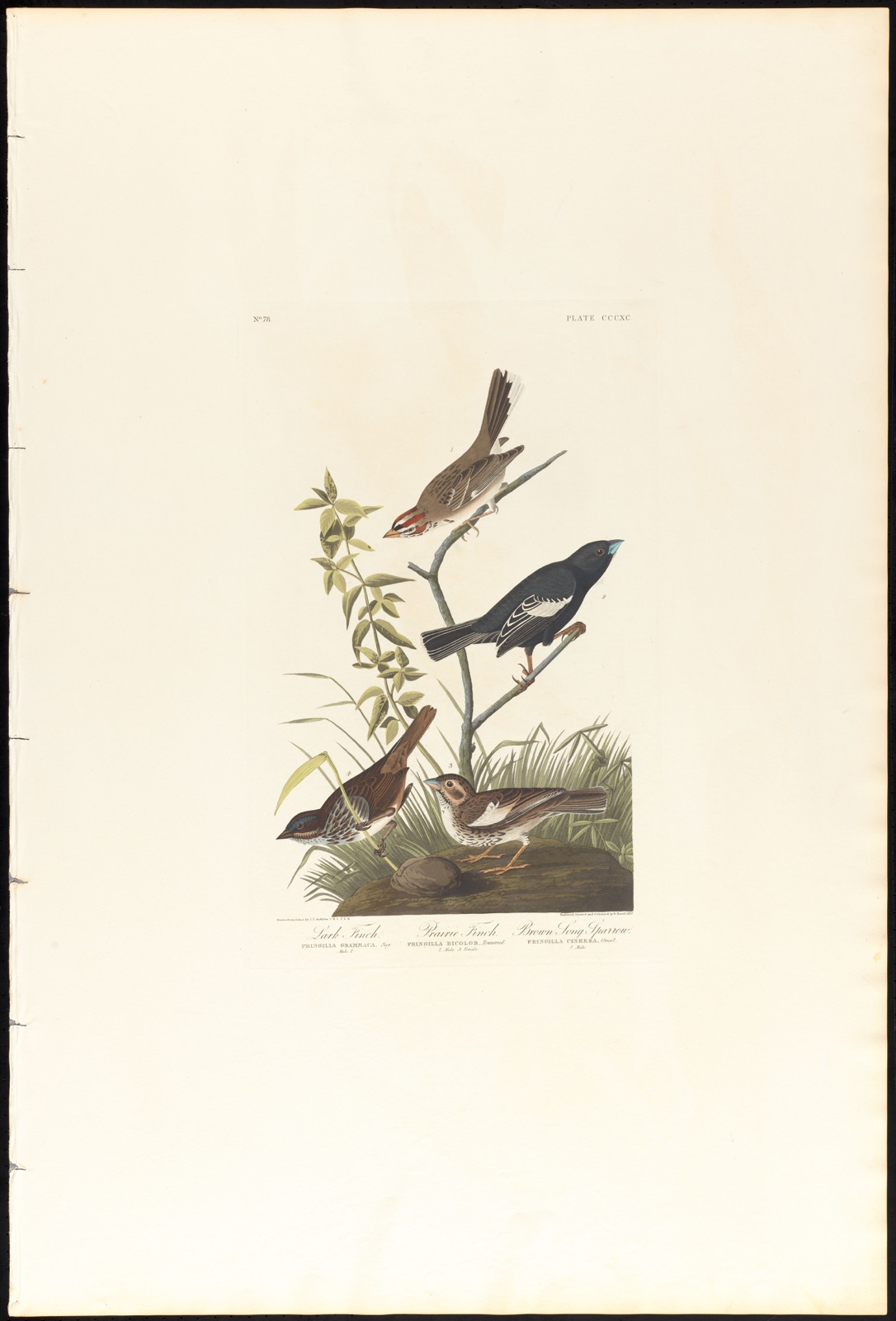 Lark finch. Prairie finch. Brown song sparrow — Audubon, John James, 1785-1851 (Artist); Havell, Robert, 1793-1878 (Engraver)