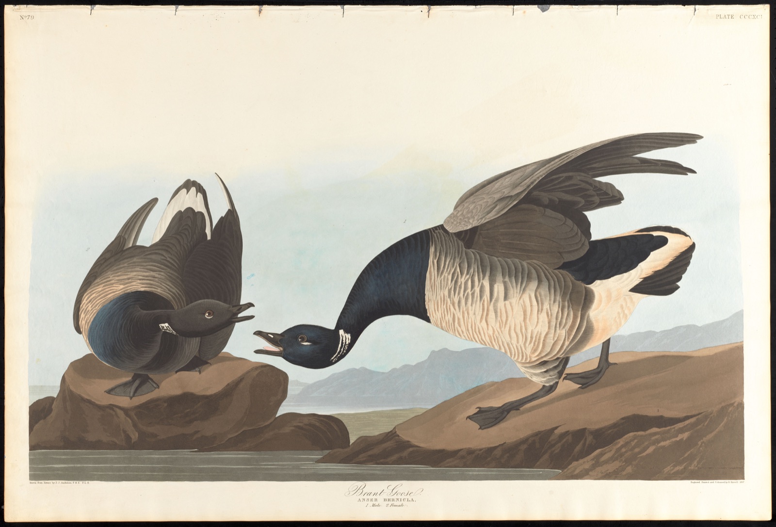 Brant goose — Audubon, John James, 1785-1851 (Artist); Havell, Robert, 1793-1878 (Engraver)