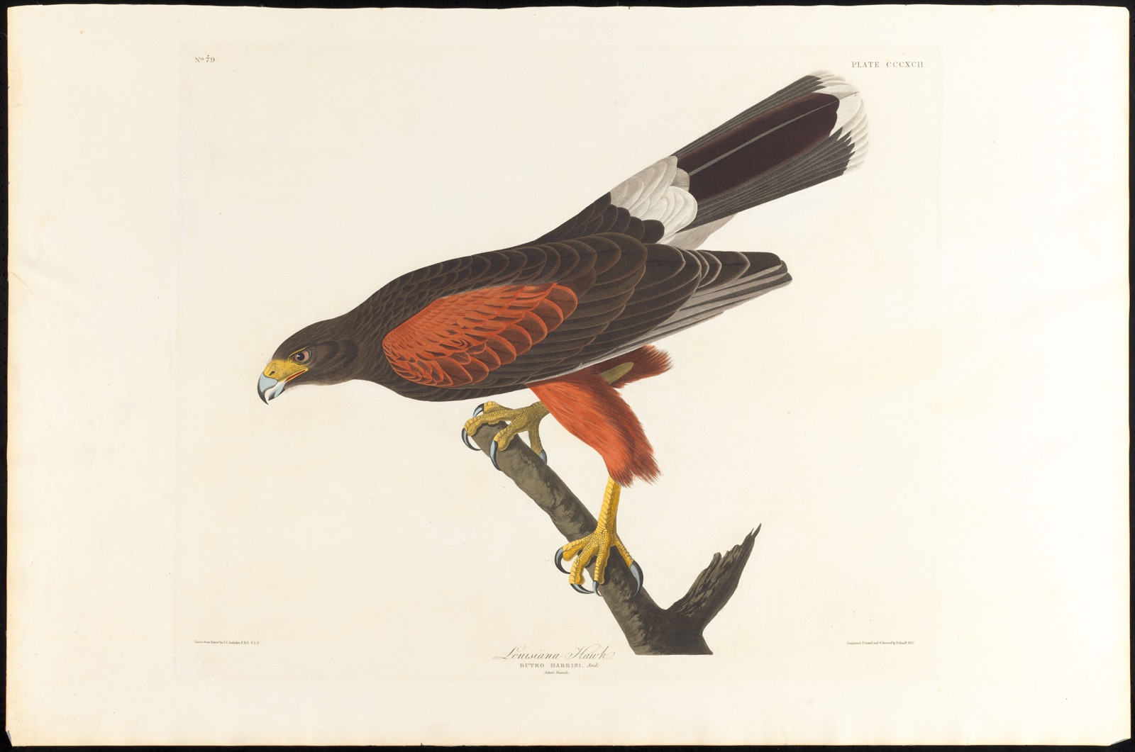 Louisiana hawk — Audubon, John James, 1785-1851 (Artist); Havell, Robert, 1793-1878 (Engraver)