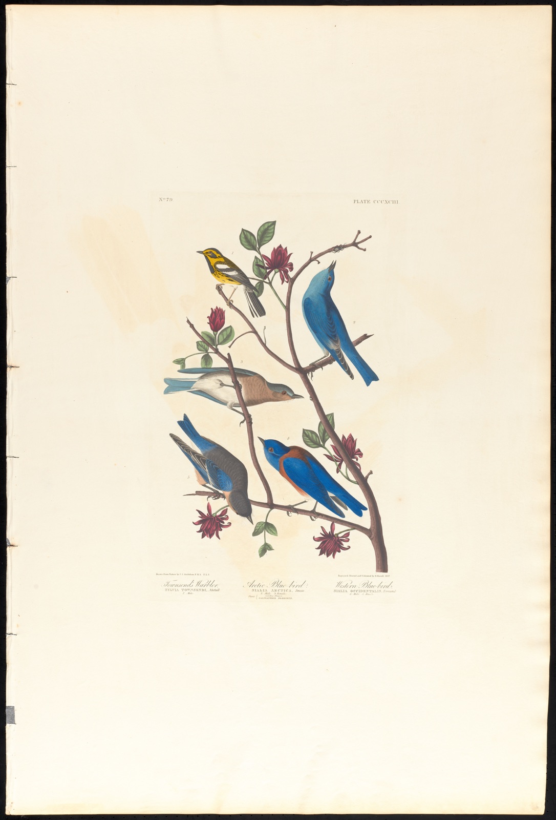 Townsend's warbler. Arctic blue-bird. Western blue-bird — Audubon, John James, 1785-1851 (Artist); Havell, Robert, 1793-1878 (Engraver)