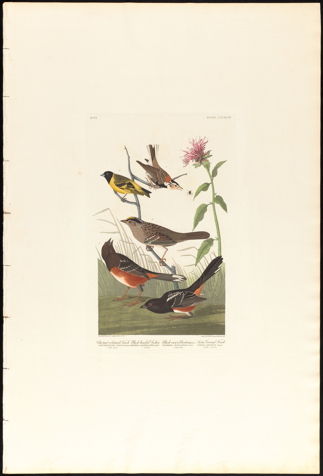 Chestnut-coloured finch. Black-headed siskin. Black crown bunting, Lath. Arctic ground-finch — Audubon, John James, 1785-1851 (Artist); Havell, Robert, 1793-1878 (Engraver)