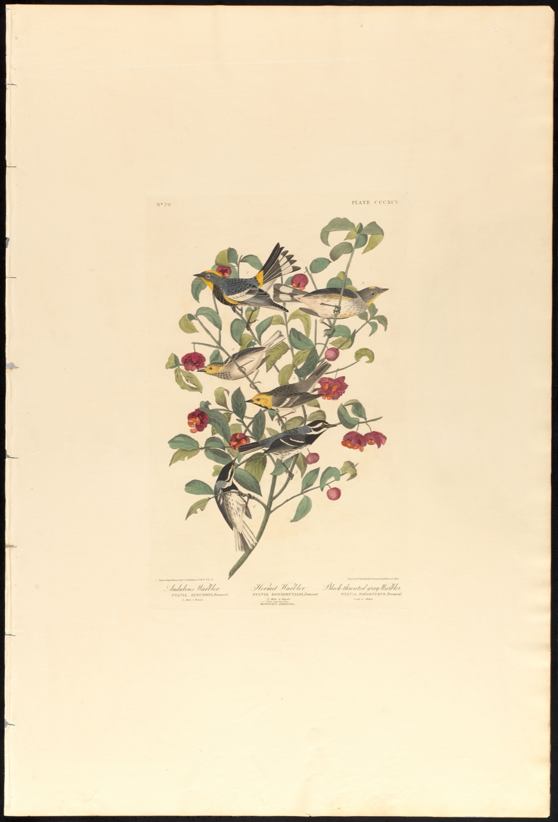 Audubons warbler. Hermit warbler. Black-throated gray warbler — Audubon, John James, 1785-1851 (Artist); Havell, Robert, 1793-1878 (Engraver)