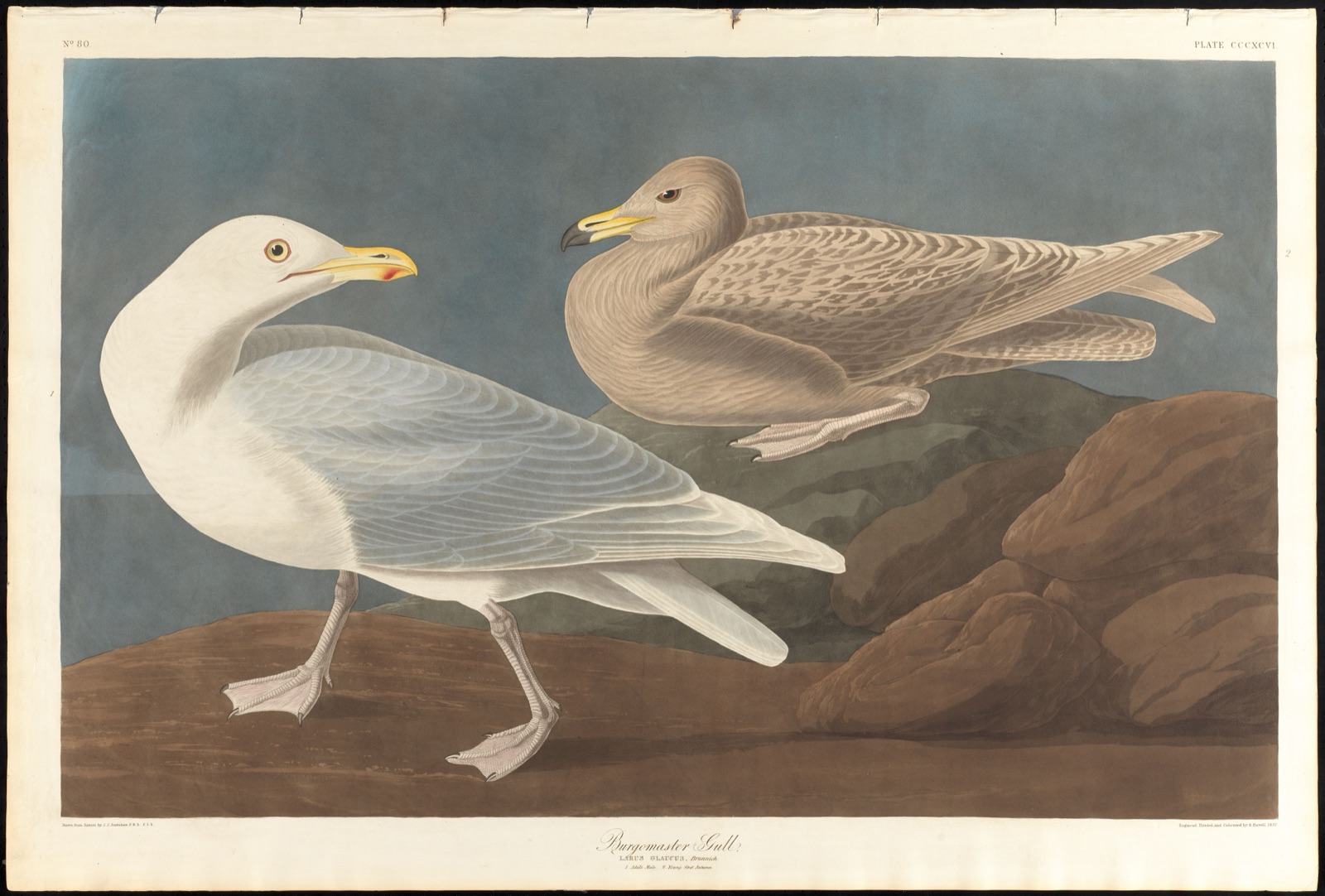 Burgomaster gull — Audubon, John James, 1785-1851 (Artist); Havell, Robert, 1793-1878 (Engraver)