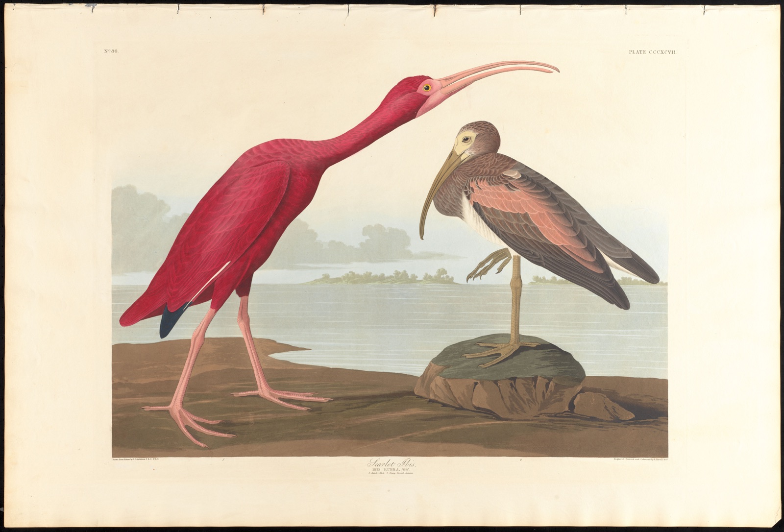 Scarlet ibis — Audubon, John James, 1785-1851 (Artist); Havell, Robert, 1793-1878 (Engraver)