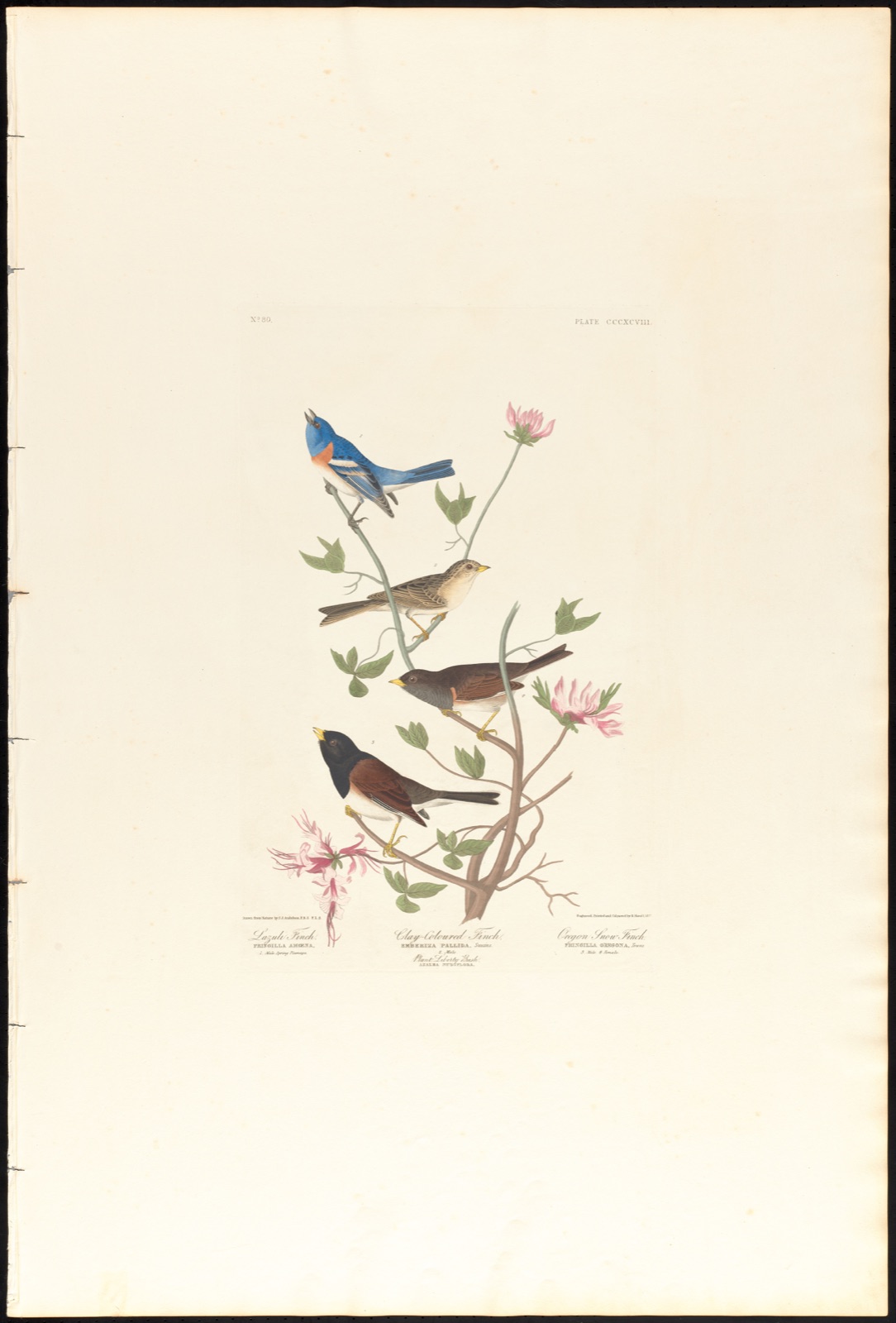Lazuli finch. Clay-coloured finch. Oregon snow finch — Audubon, John James, 1785-1851 (Artist); Havell, Robert, 1793-1878 (Engraver)