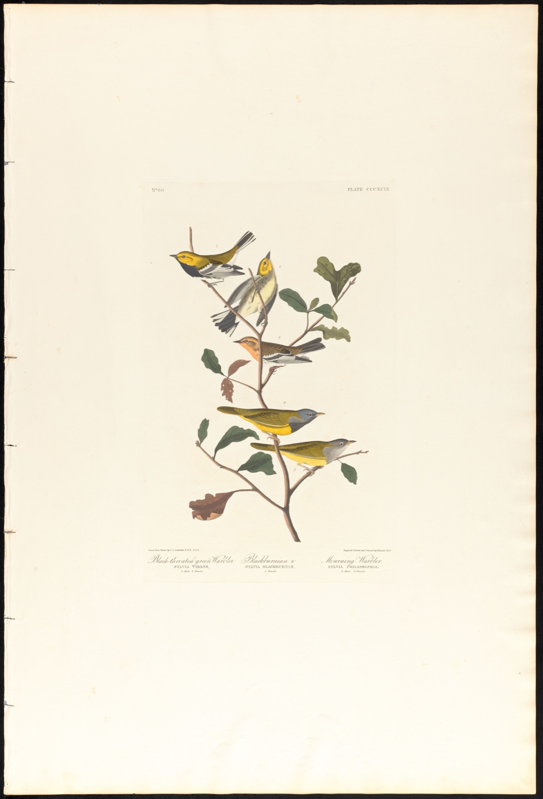 Black-throated green warbler. Blackburnian, W. Mourning warbler — Audubon, John James, 1785-1851 (Artist); Havell, Robert, 1793-1878 (Engraver)