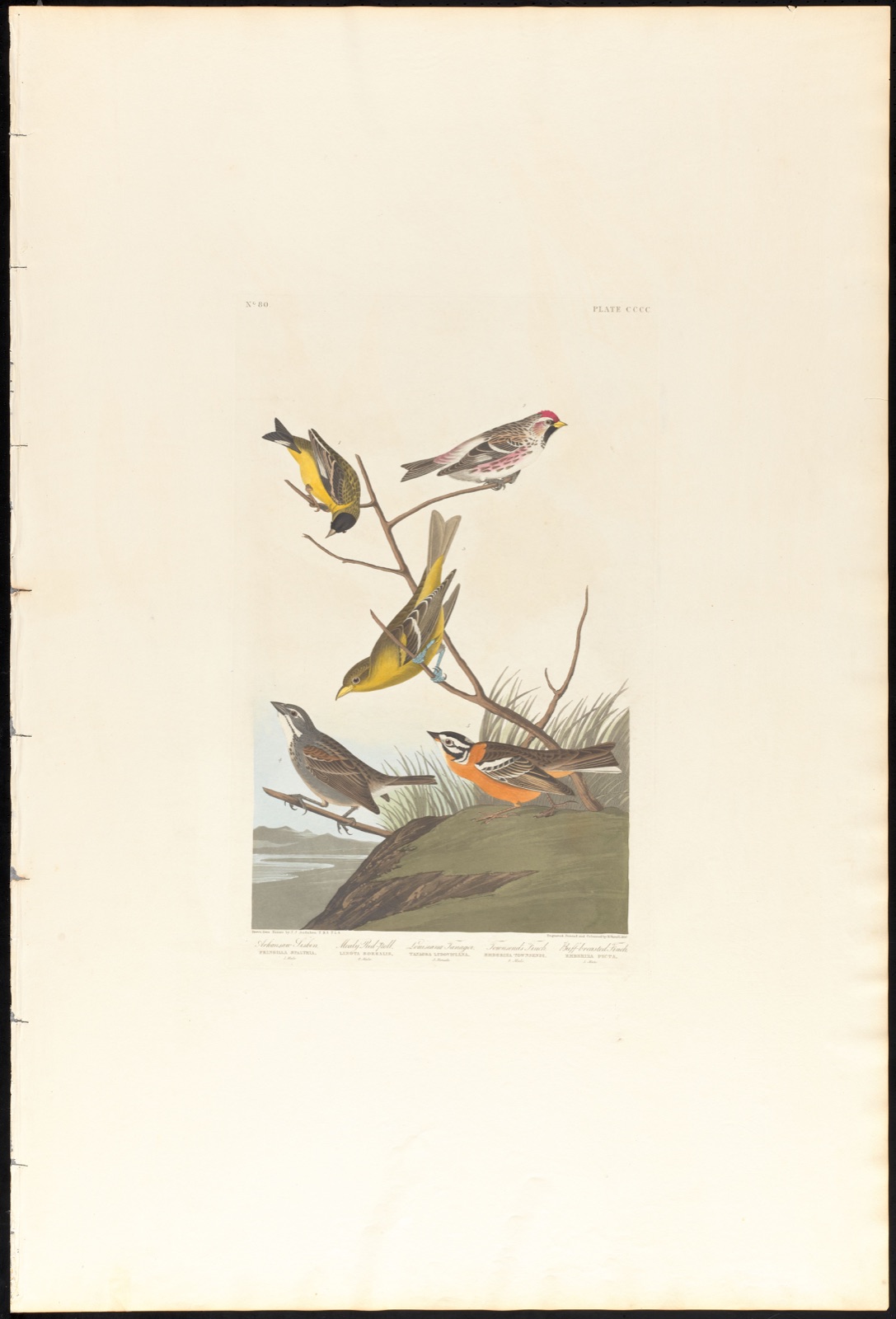Arkansaw siskin. Mealy red-poll. Louisiana tanager. Townsend's finch. Bull-breasted finch — Audubon, John James, 1785-1851 (Artist); Havell, Robert, 1793-1878 (Engraver)