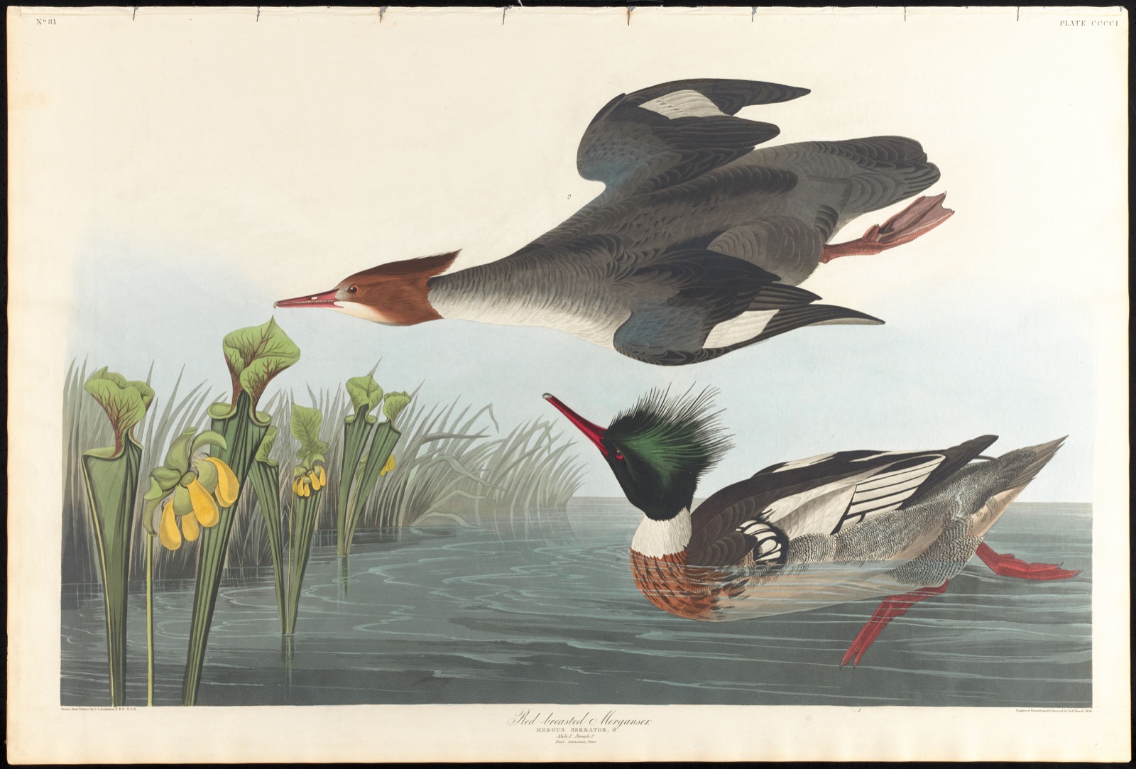 Red-breasted merganser — Audubon, John James, 1785-1851 (Artist); Havell, Robert, 1793-1878 (Engraver)