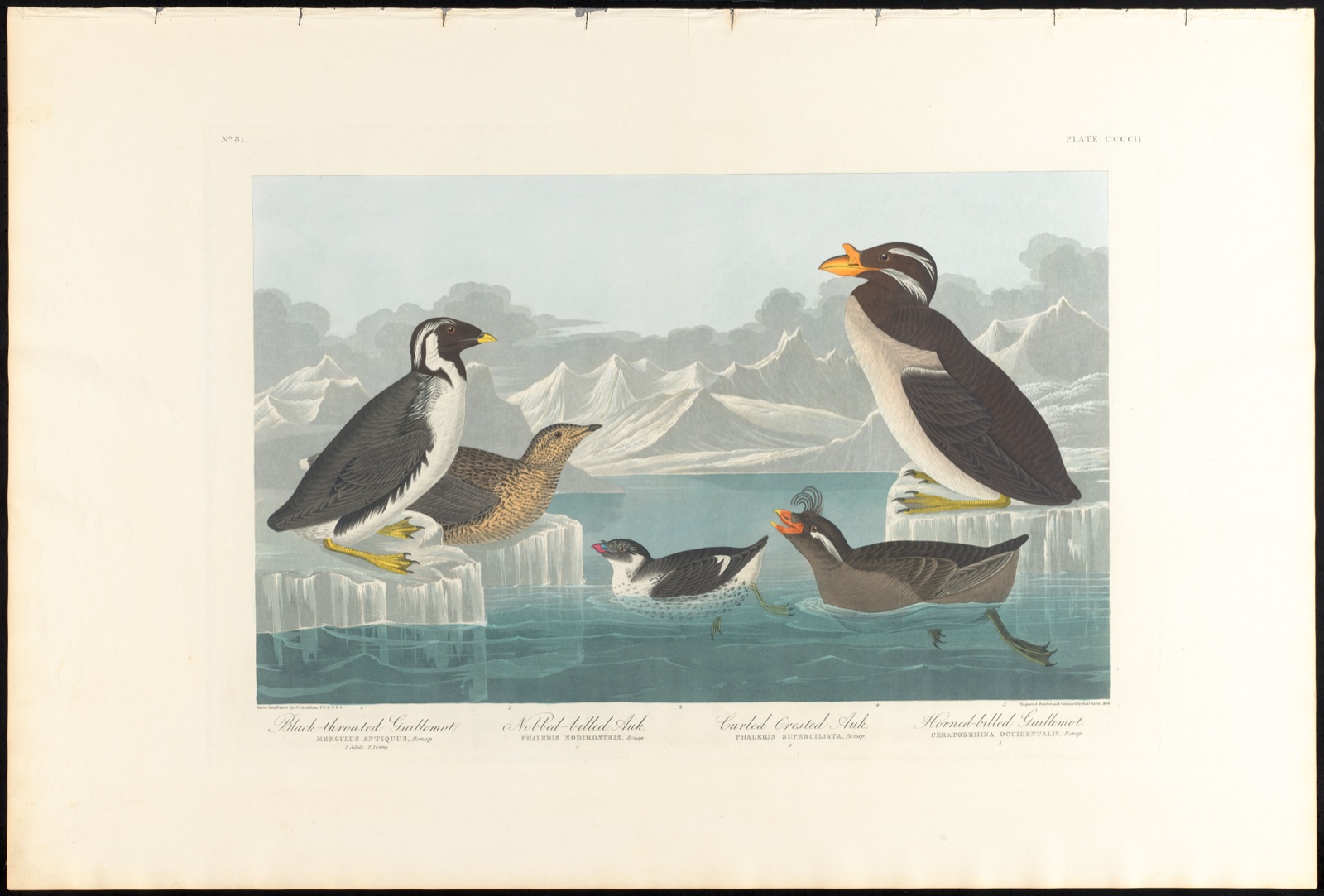 Black-throated guillemot. Nobbed-billed auk. Curled-crested auk. Horned-billed guillemot — Audubon, John James, 1785-1851 (Artist); Havell, Robert, 1793-1878 (Engraver)