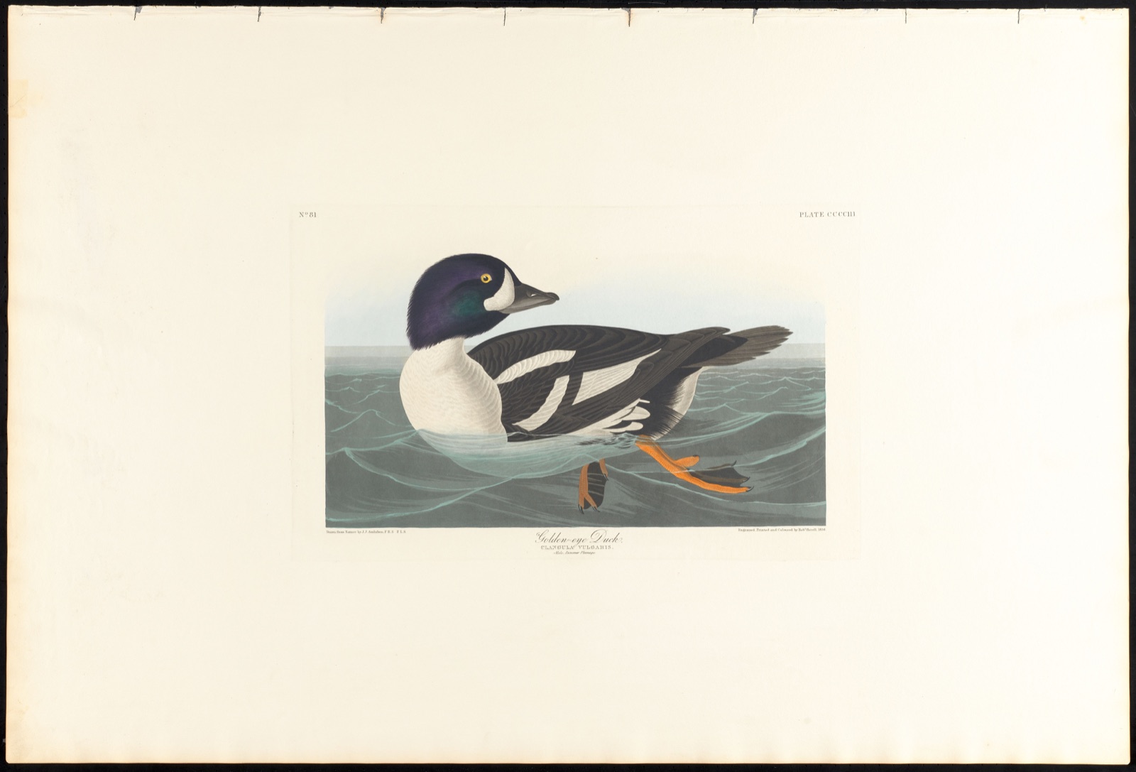 Golden-eye duck — Audubon, John James, 1785-1851 (Artist); Havell, Robert, 1793-1878 (Engraver)