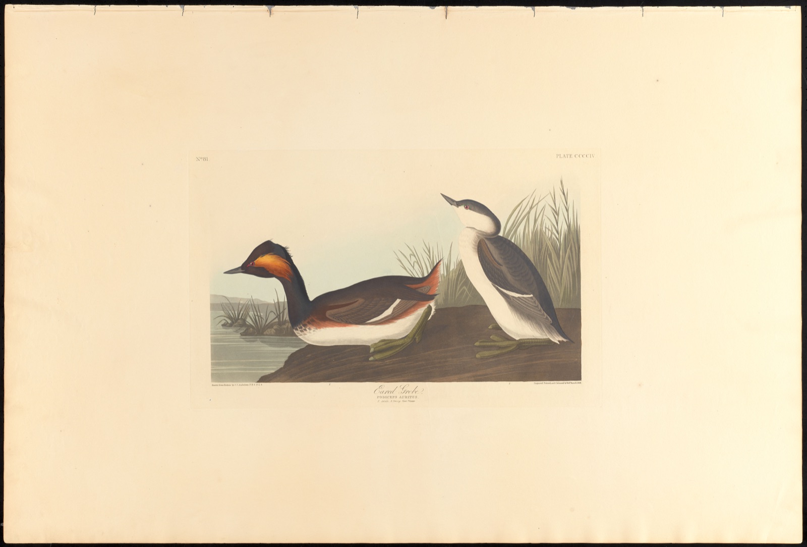Eared grebe — Audubon, John James, 1785-1851 (Artist); Havell, Robert, 1793-1878 (Engraver)