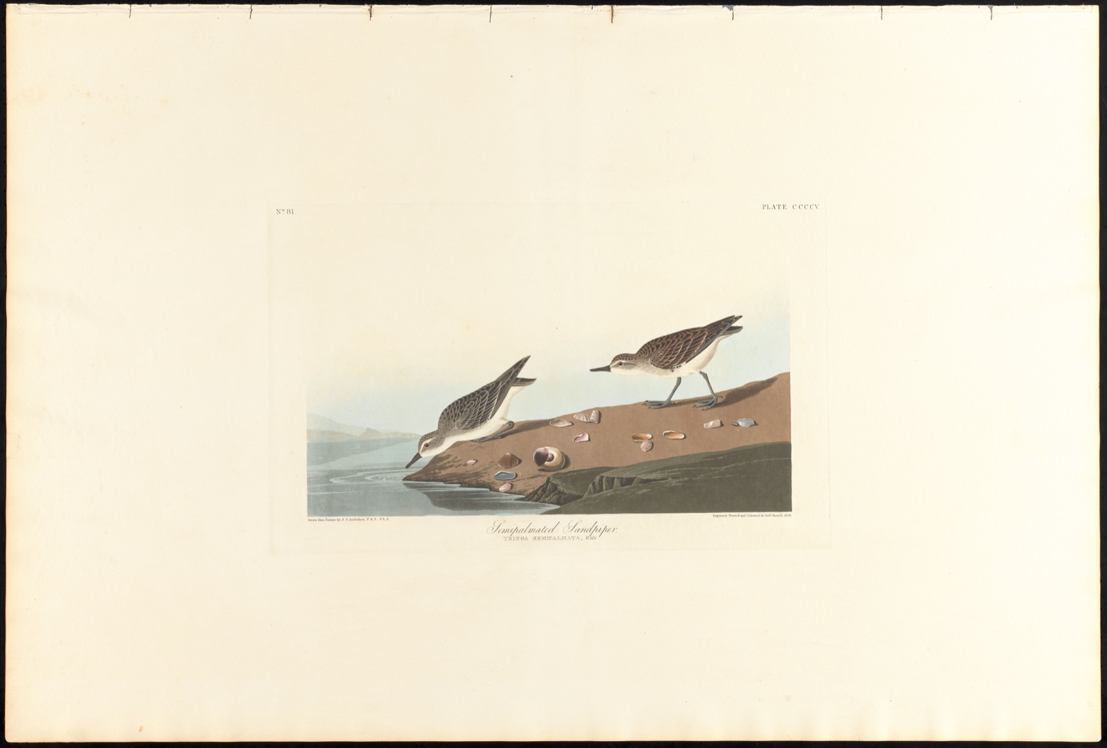 Semipalmated sandpiper — Audubon, John James, 1785-1851 (Artist); Havell, Robert, 1793-1878 (Engraver)