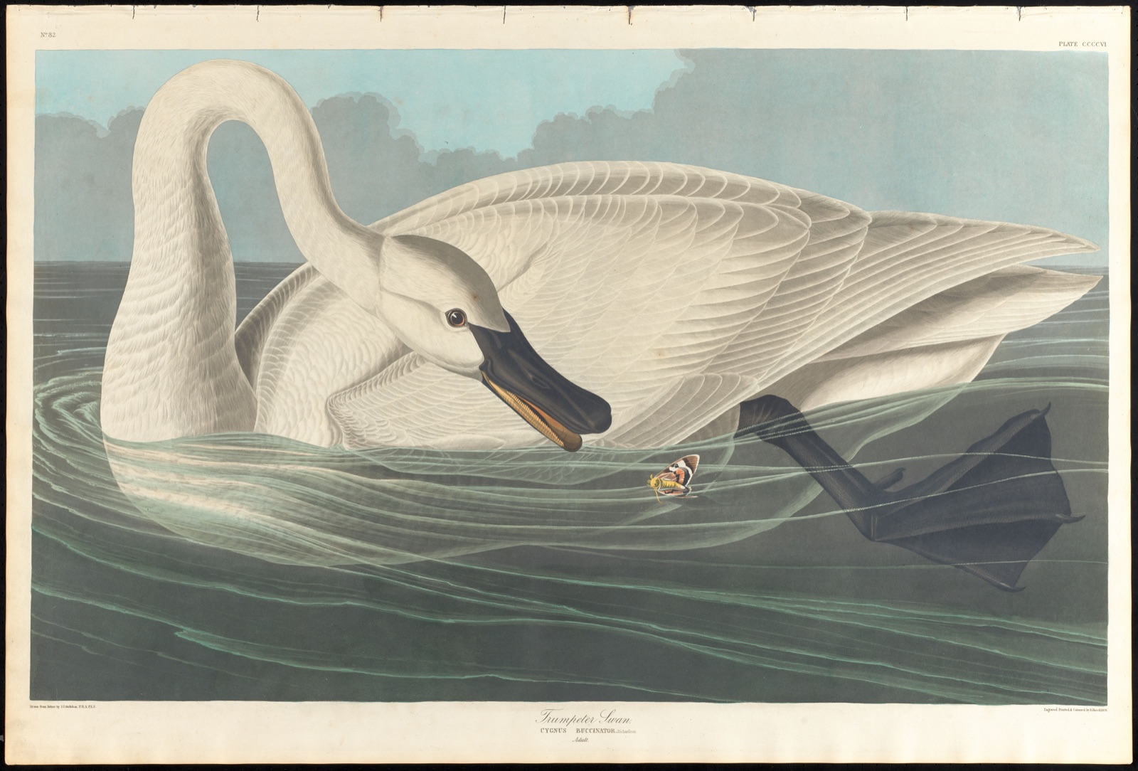 Trumpeter swan — Audubon, John James, 1785-1851 (Artist); Havell, Robert, 1793-1878 (Engraver)