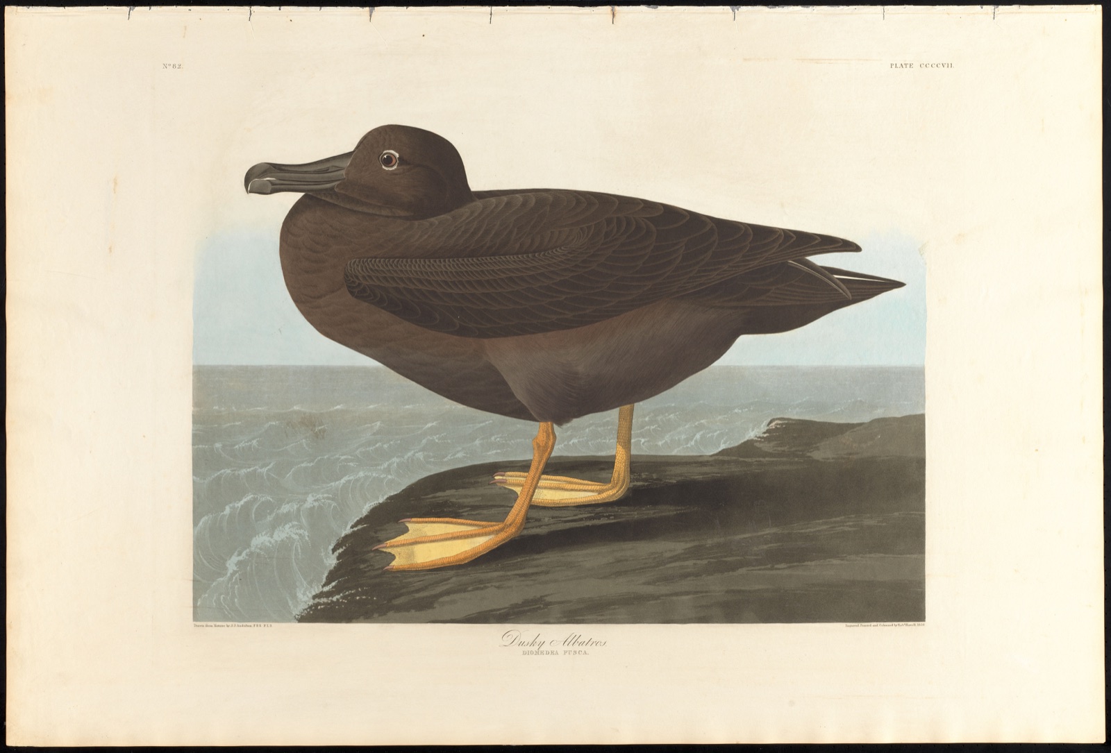 Dusky albatros — Audubon, John James, 1785-1851 (Artist); Havell, Robert, 1793-1878 (Engraver)