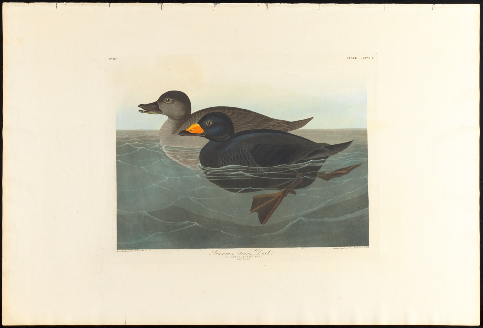 American scoter duck — Audubon, John James, 1785-1851 (Artist); Havell, Robert, 1793-1878 (Engraver)