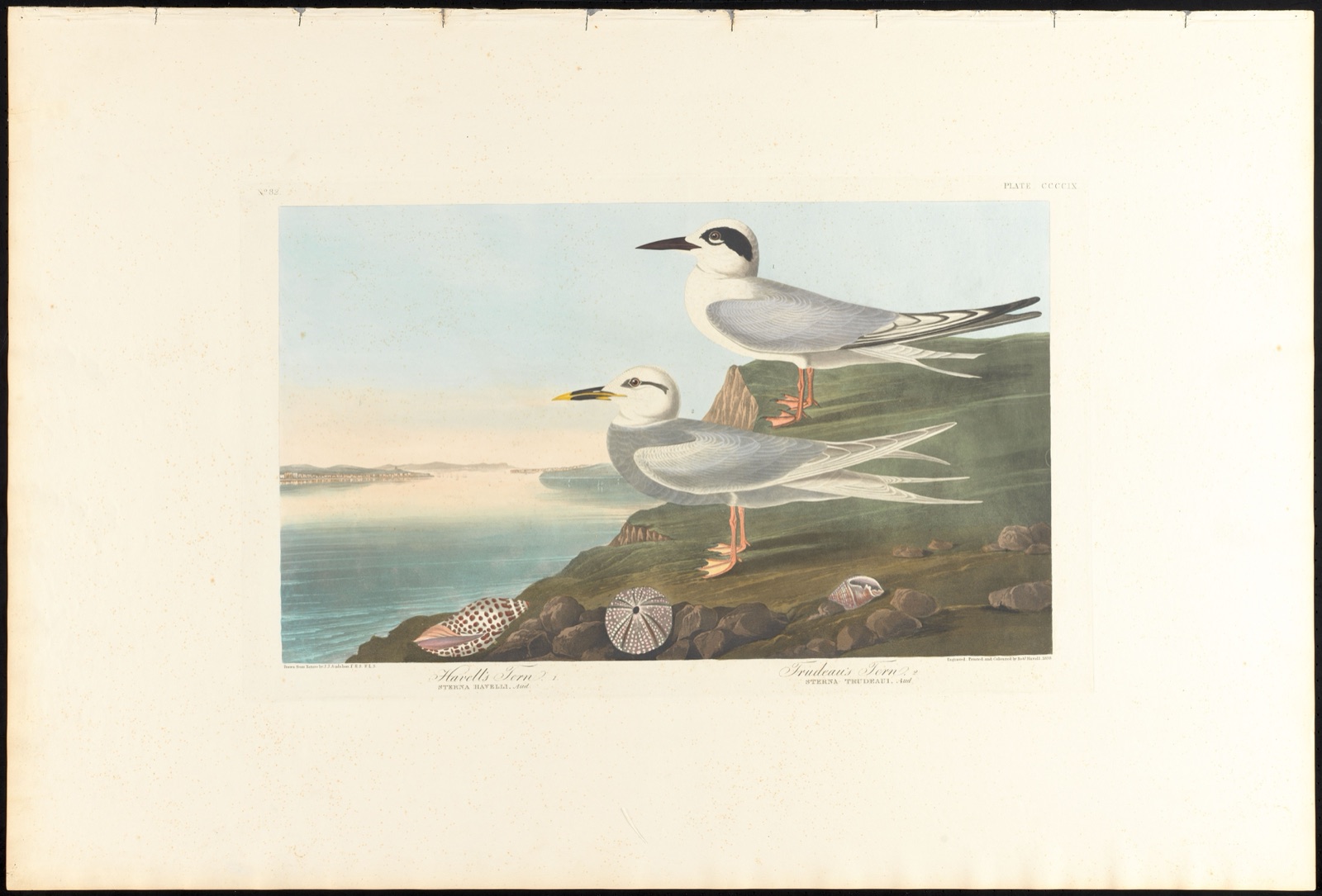 Havell's tern, 1. Trudeau's tern, 2 — Audubon, John James, 1785-1851 (Artist); Havell, Robert, 1793-1878 (Engraver)