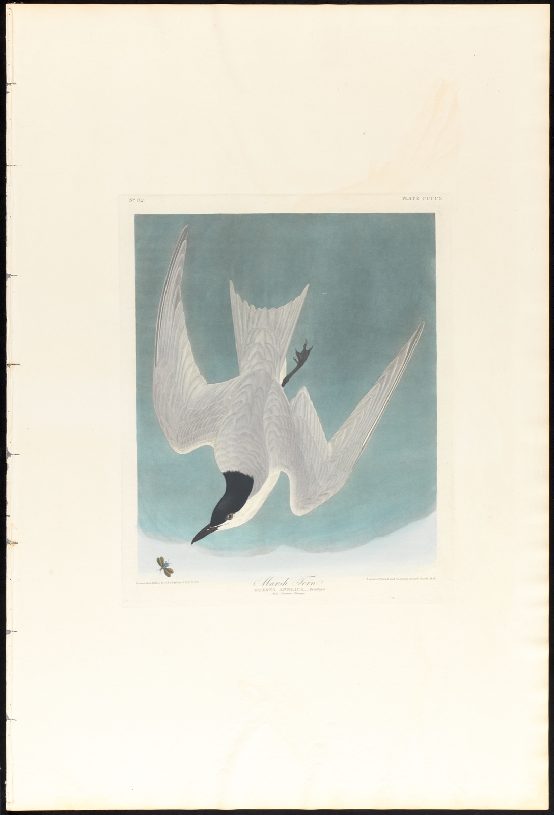 Marsh tern — Audubon, John James, 1785-1851 (Artist); Havell, Robert, 1793-1878 (Engraver)