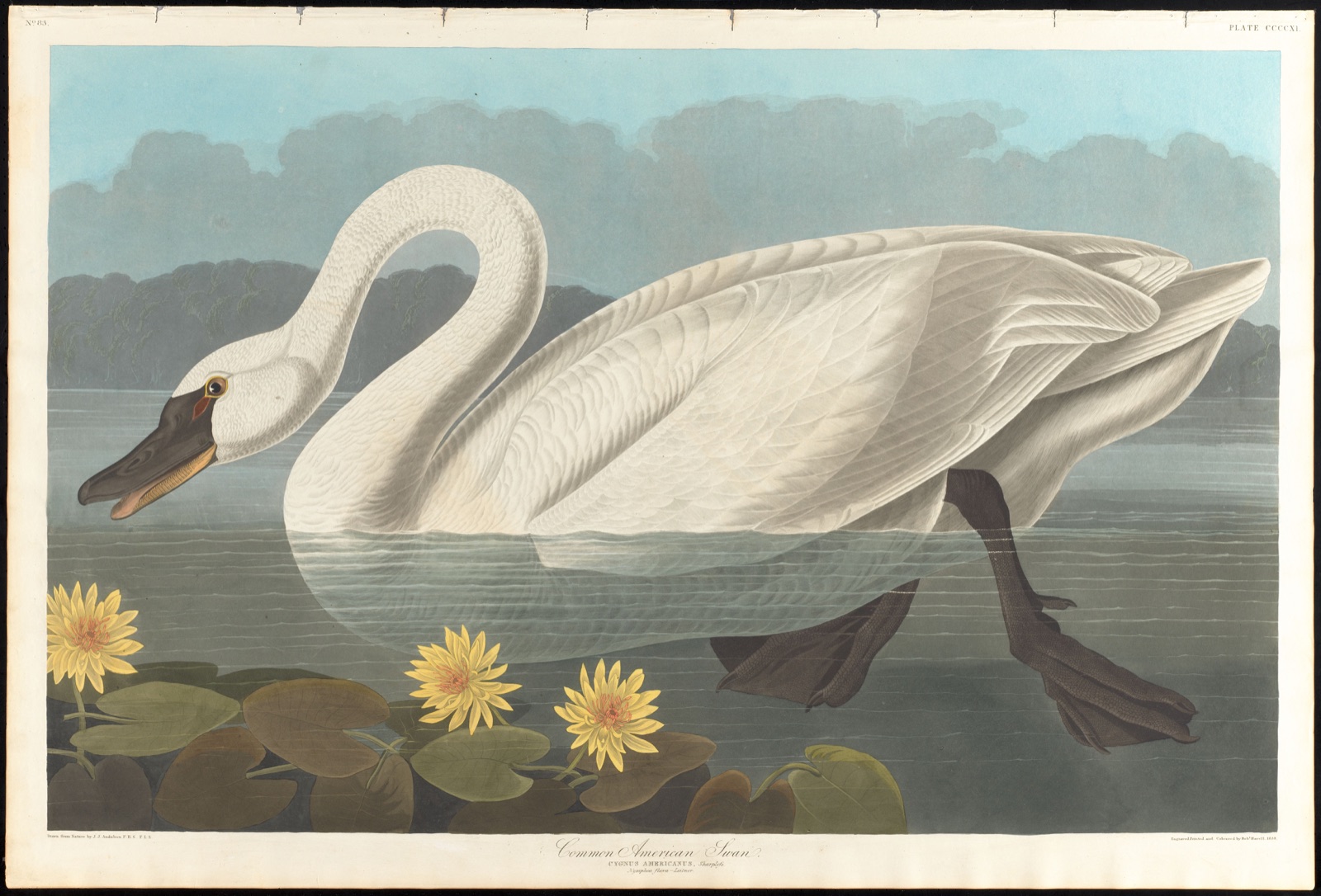 Common American swan — Audubon, John James, 1785-1851 (Artist); Havell, Robert, 1793-1878 (Engraver)