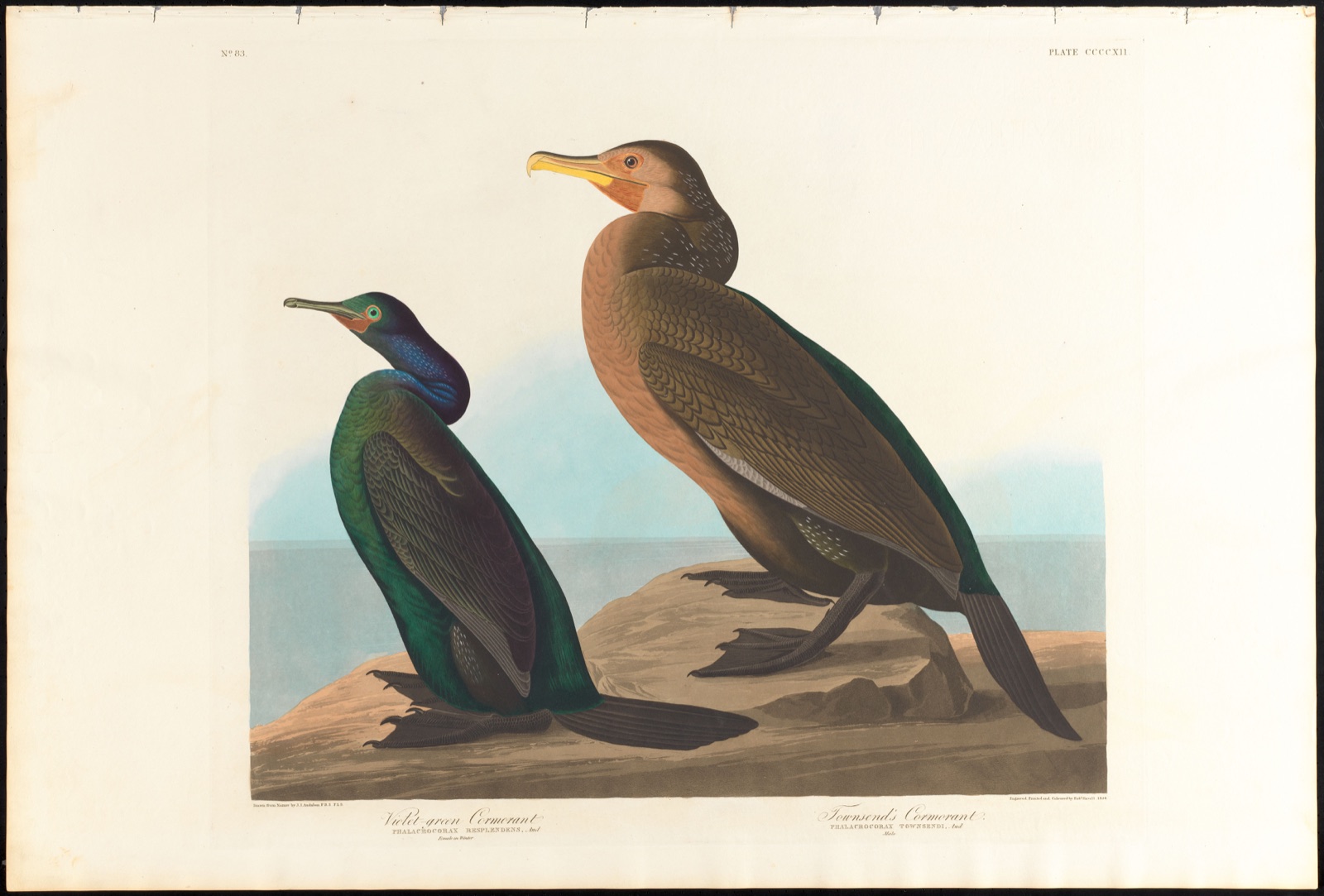 Violet-green cormorant. Townsend's cormorant — Audubon, John James, 1785-1851 (Artist); Havell, Robert, 1793-1878 (Engraver)