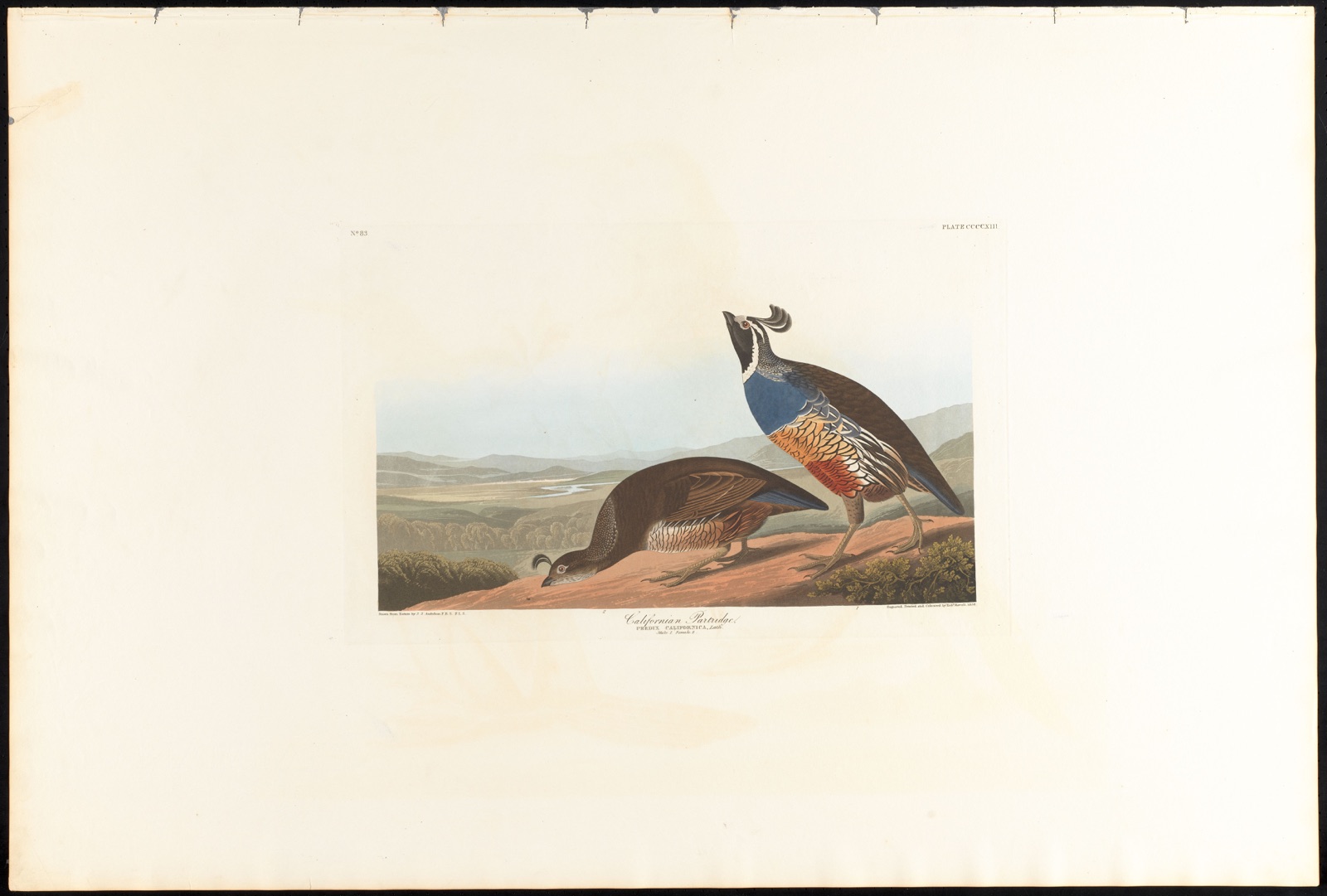 Californian partridge — Audubon, John James, 1785-1851 (Artist); Havell, Robert, 1793-1878 (Engraver)