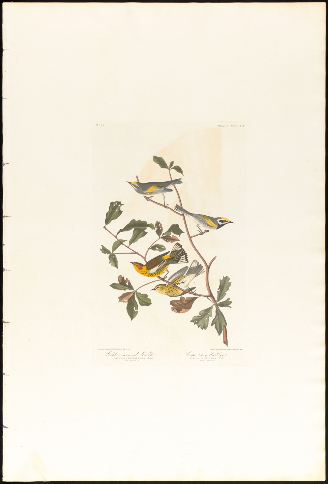 Golden-winged warbler. Cape May warbler — Audubon, John James, 1785-1851 (Artist); Havell, Robert, 1793-1878 (Engraver)