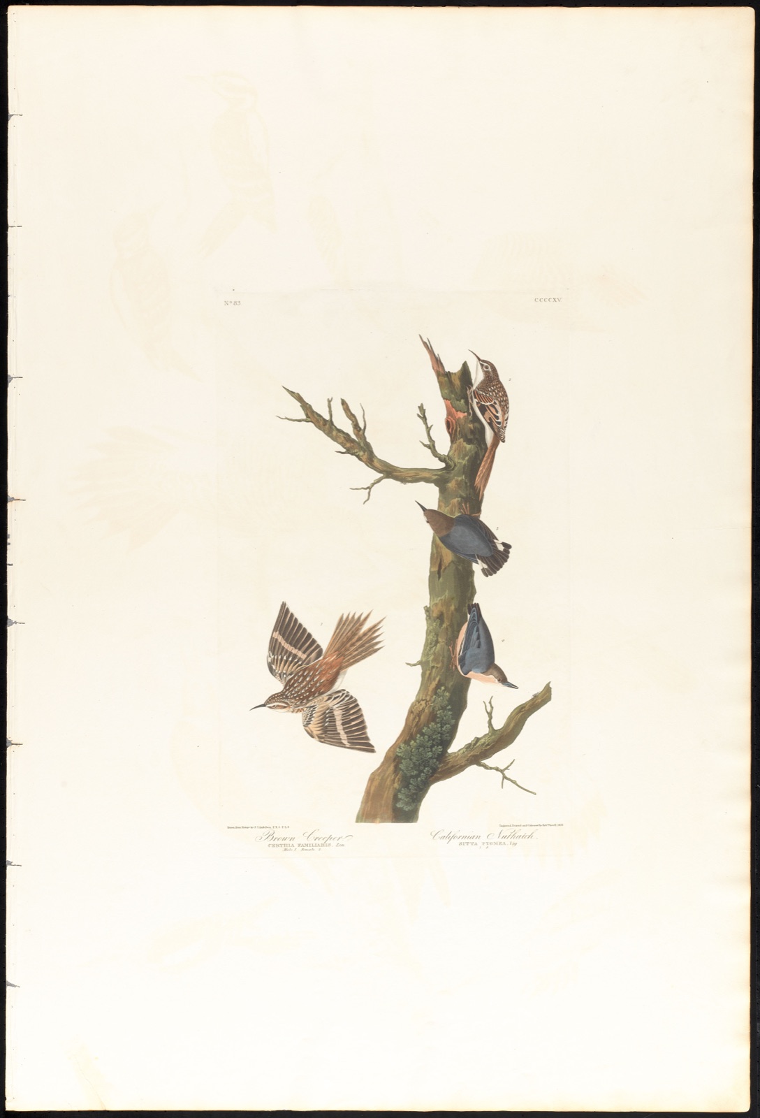 Brown creeper. Californian nuthatch — Audubon, John James, 1785-1851 (Artist); Havell, Robert, 1793-1878 (Engraver)