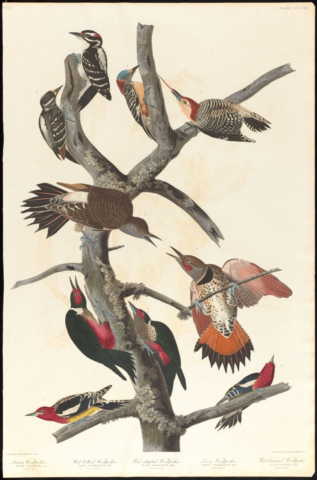 Hairy woodpecker. Red-bellied woodpecker. Red-shafted woodpecker. Lewis woodpecker. Red-breasted woodpecker — Audubon, John James, 1785-1851 (Artist); Havell, Robert, 1793-1878 (Engraver)