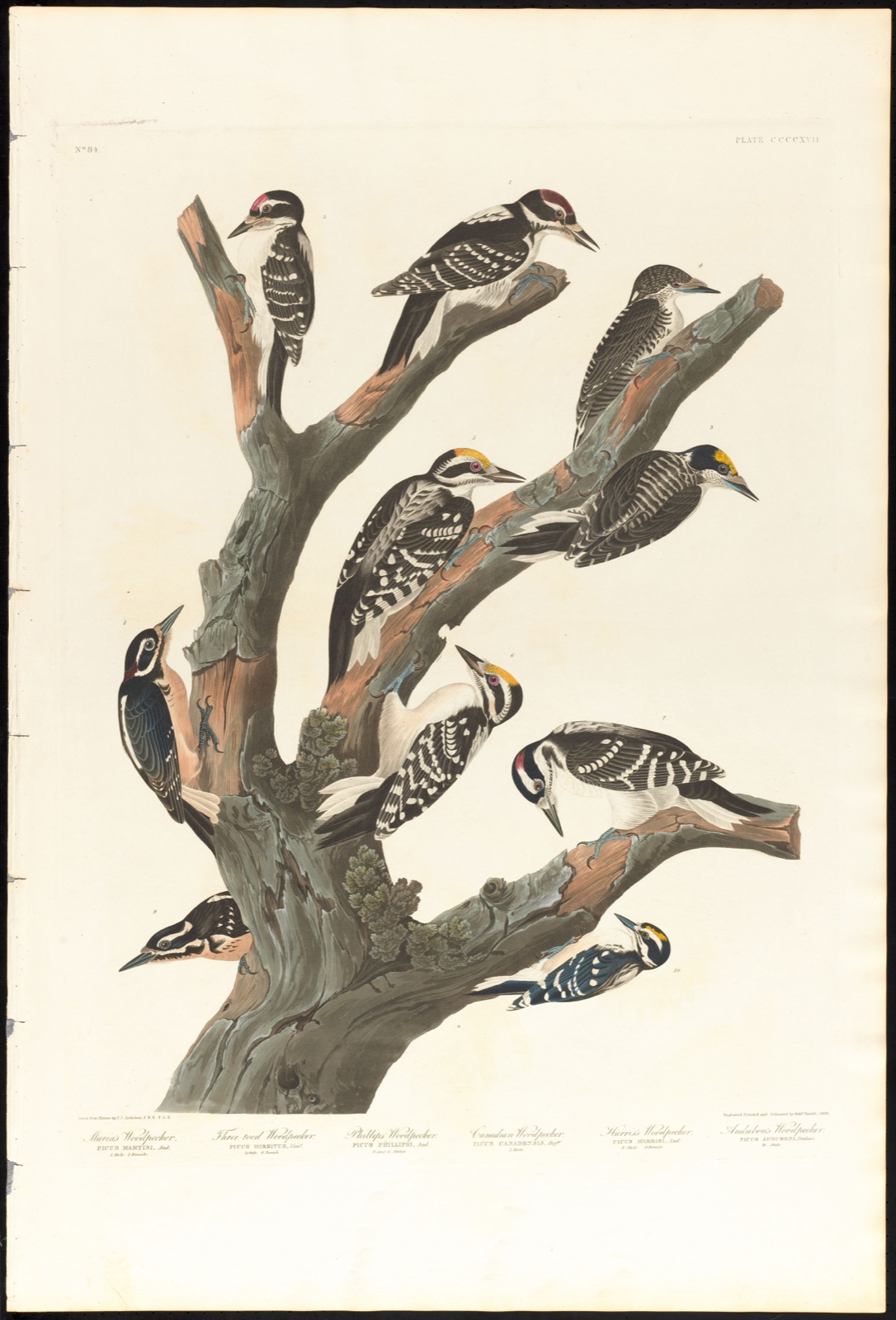 Maria's woodpecker. Three-toed woodpecker. Phillips woodpecker. Canadian woodpecker. Harris's woodpecker. Audubon's woodpecker. — Audubon, John James, 1785-1851 (Artist); Havell, Robert, 1793-1878 (Engraver)