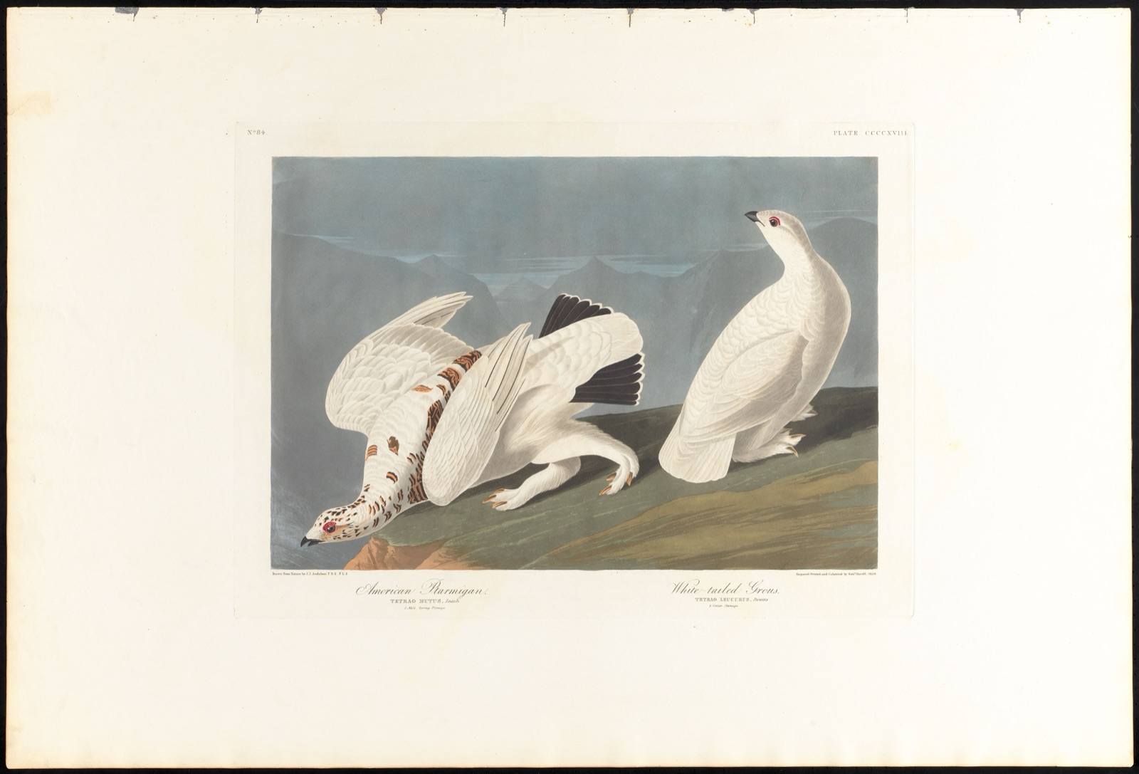 American ptarmigan. White-tailed grous — Audubon, John James, 1785-1851 (Artist); Havell, Robert, 1793-1878 (Engraver)