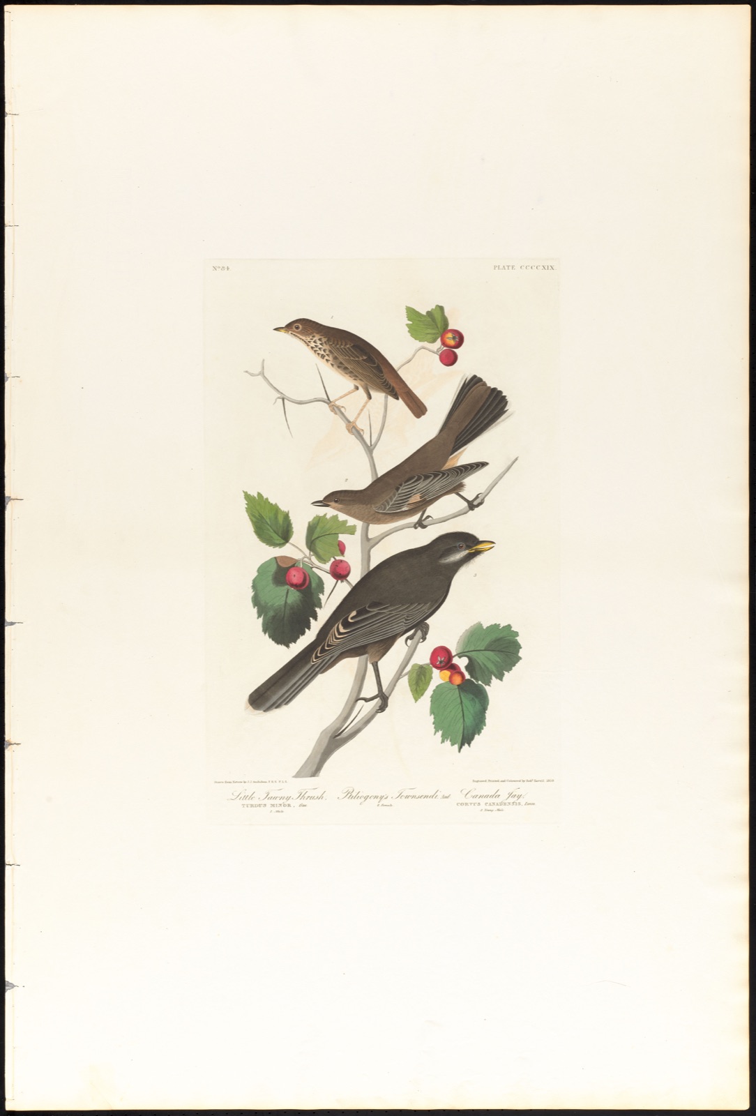 Little tawny thrush. Ptiliogony's townsendi, Aud. Canada jay — Audubon, John James, 1785-1851 (Artist); Havell, Robert, 1793-1878 (Engraver)