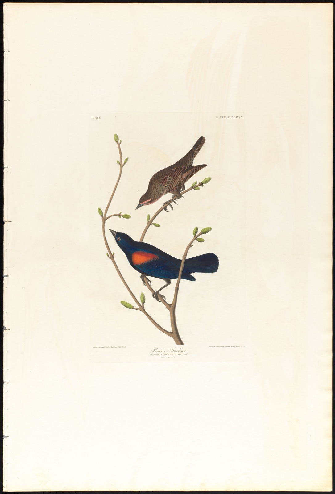 Prairie starling — Audubon, John James, 1785-1851 (Artist); Havell, Robert, 1793-1878 (Engraver)
