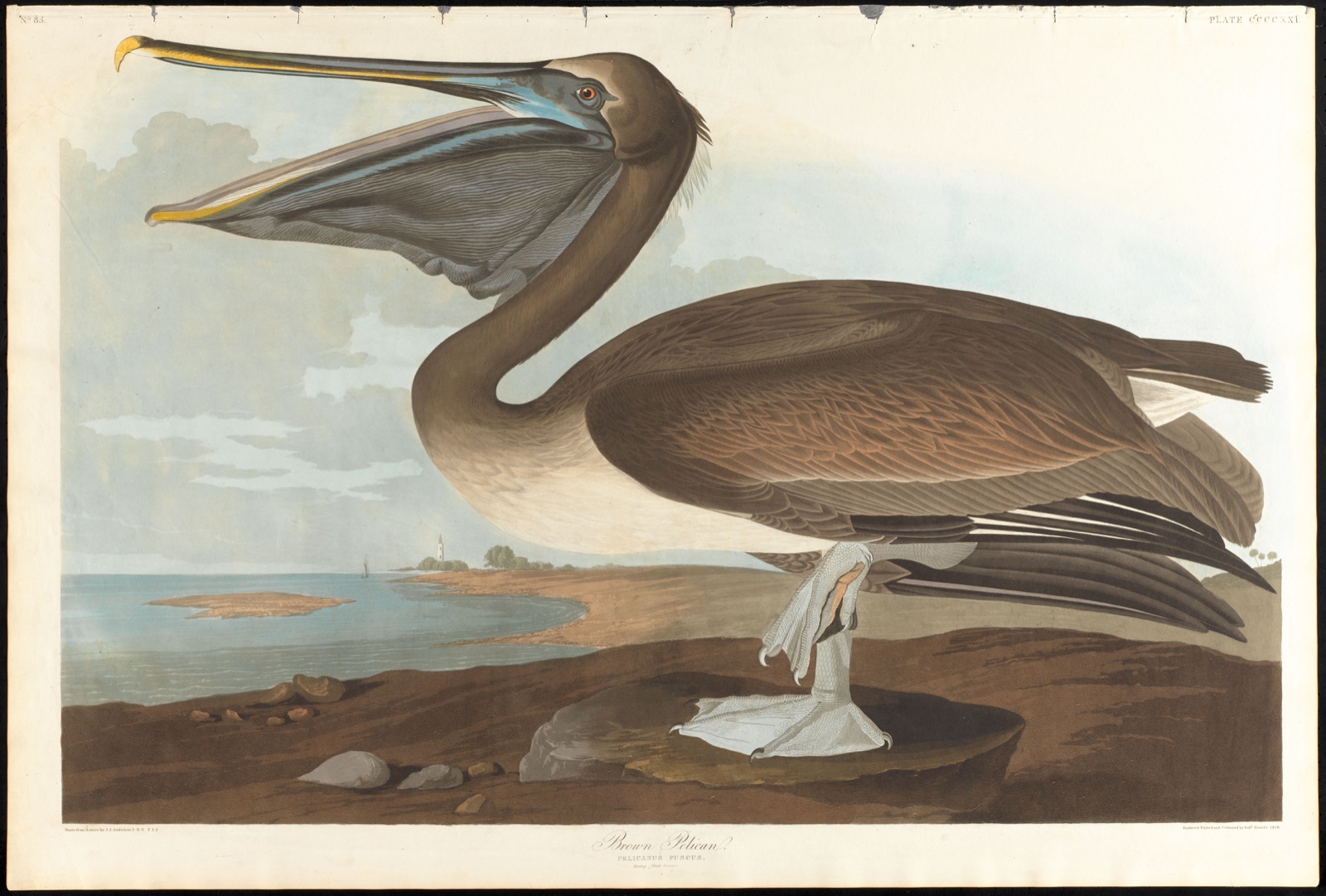 Brown pelican — Audubon, John James, 1785-1851 (Artist); Havell, Robert, 1793-1878 (Engraver)