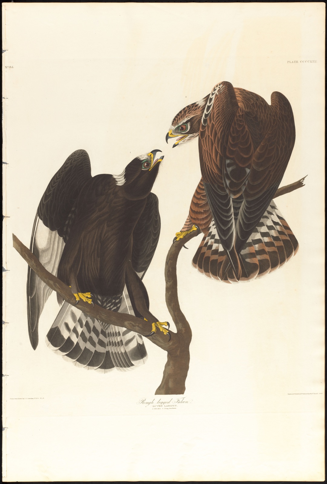 Rough-legged falcon — Audubon, John James, 1785-1851 (Artist); Havell, Robert, 1793-1878 (Engraver)