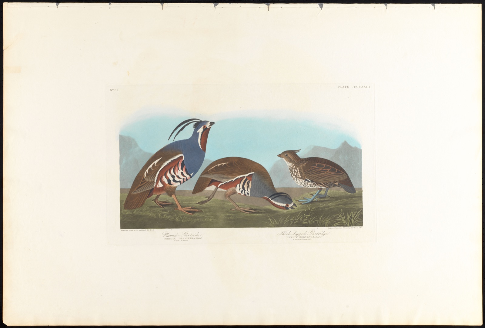 Plumed partridge. Thick-legged partridge — Audubon, John James, 1785-1851 (Artist); Havell, Robert, 1793-1878 (Engraver)