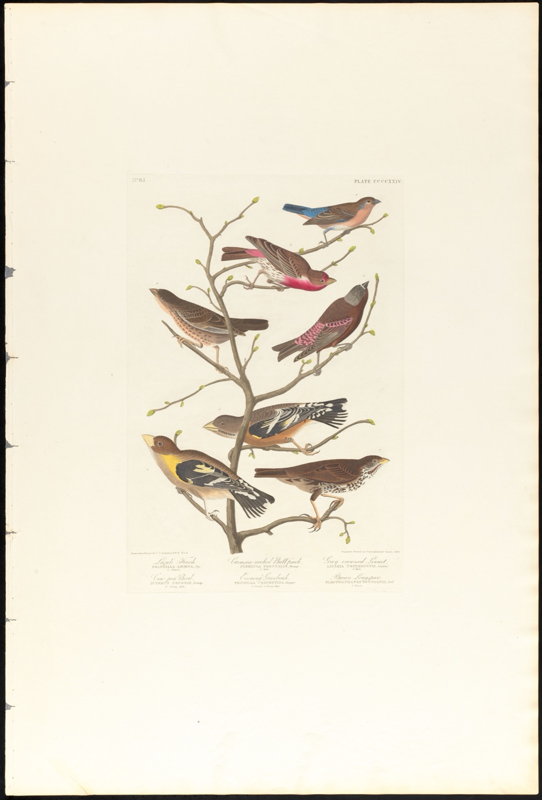 Lazuli finch. Crimson-necked bull finch. Grey-crowned linnet. Cow-pen bird. Evening grosbeak. Brown longspur — Audubon, John James, 1785-1851 (Artist); Havell, Robert, 1793-1878 (Engraver)