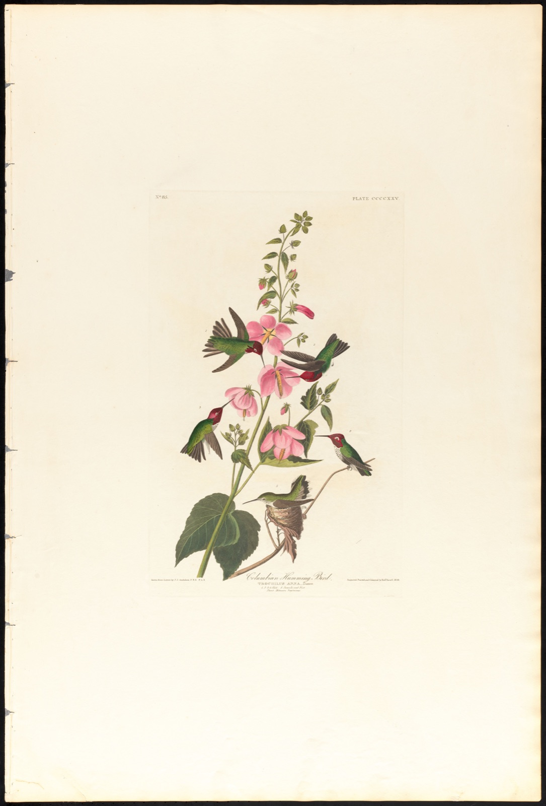 Columbian humming bird — Audubon, John James, 1785-1851 (Artist); Havell, Robert, 1793-1878 (Engraver)