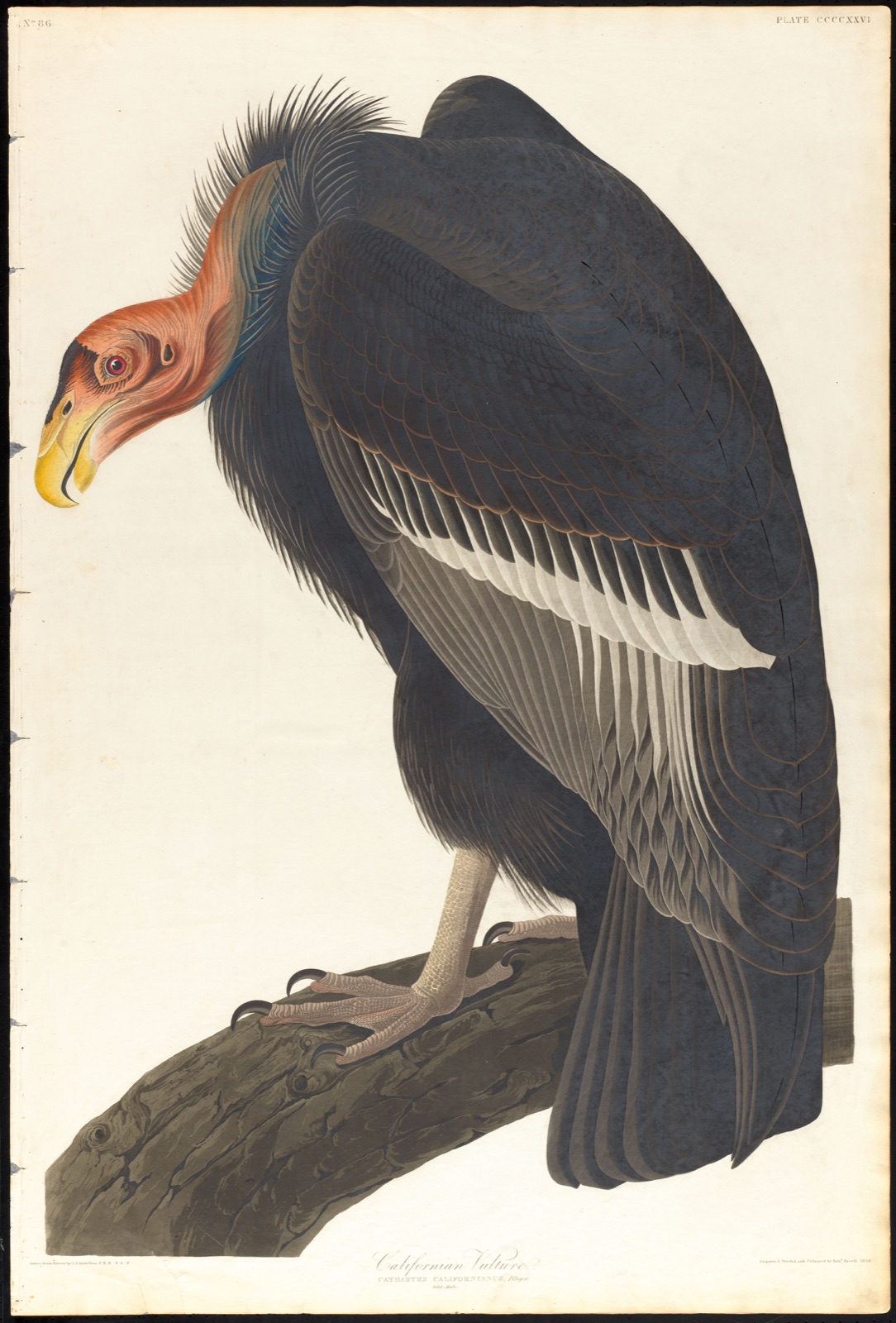 Californian vulture — Audubon, John James, 1785-1851 (Artist); Havell, Robert, 1793-1878 (Engraver)