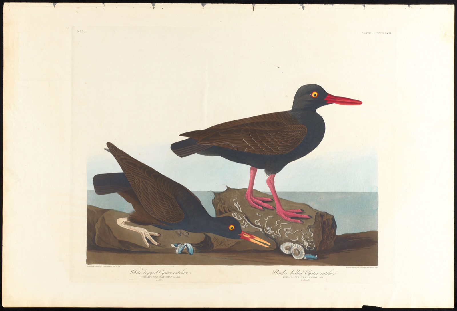 White-legged oyster-catcher. Slender-billed oyster-catcher — Audubon, John James, 1785-1851 (Artist); Havell, Robert, 1793-1878 (Engraver)